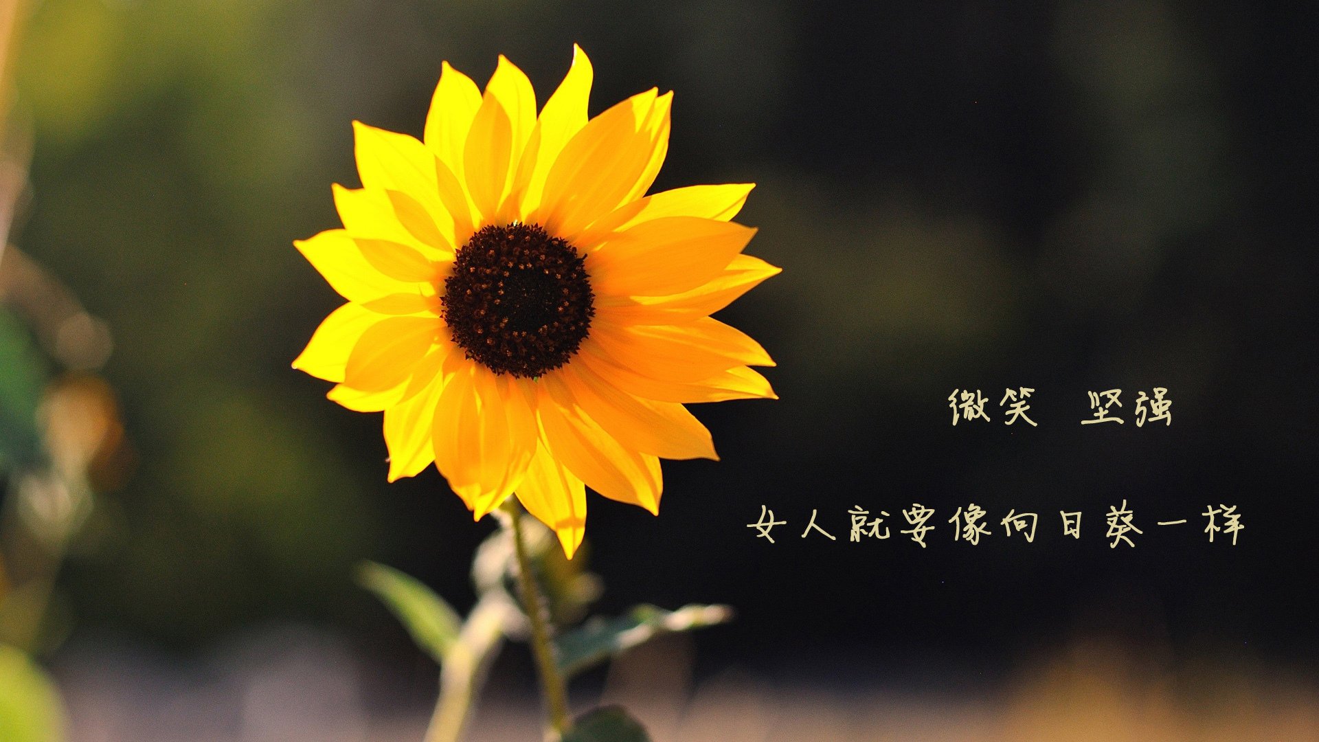 九游娱乐官网 (jiuyou)-皇家贝蒂斯调整中场结构提升推进质量，皇家贝蒂斯厉害吗